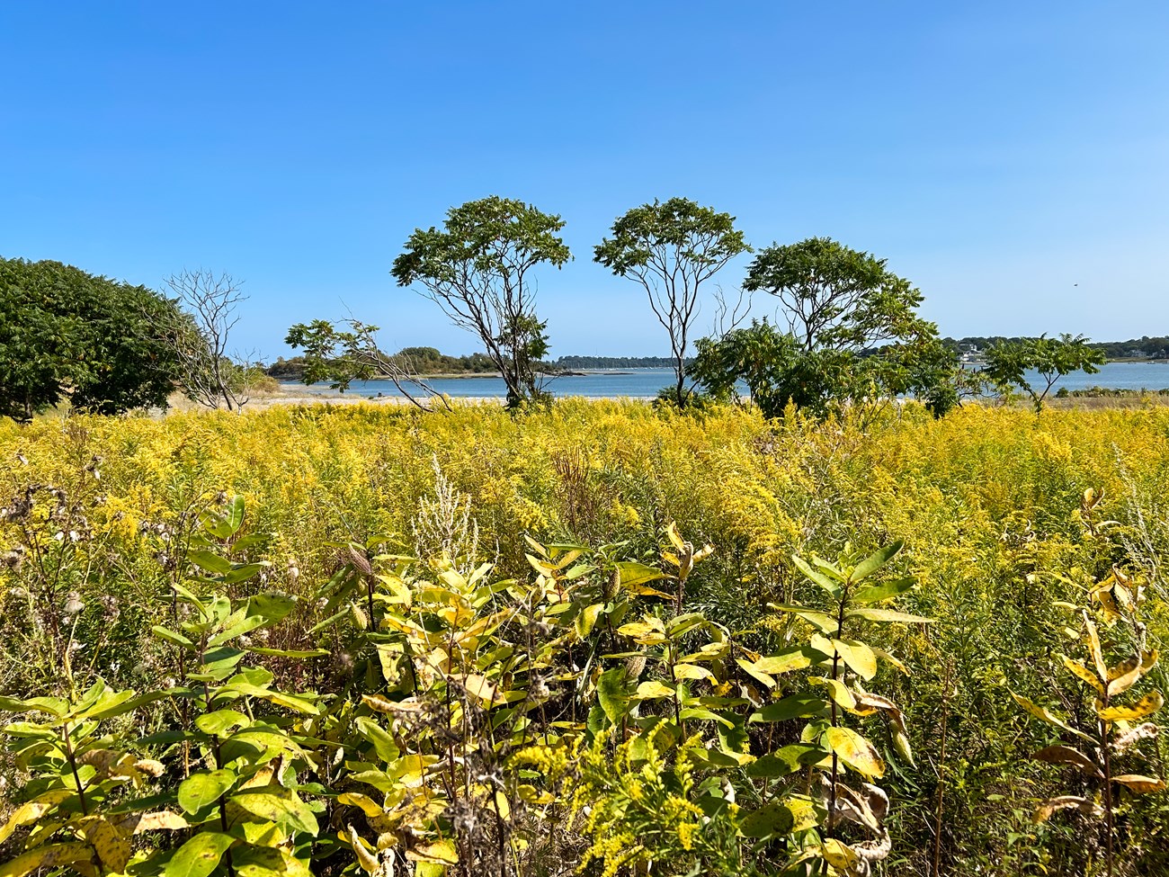 high brush with yellow flowers in the foreground with tall trees in the background.