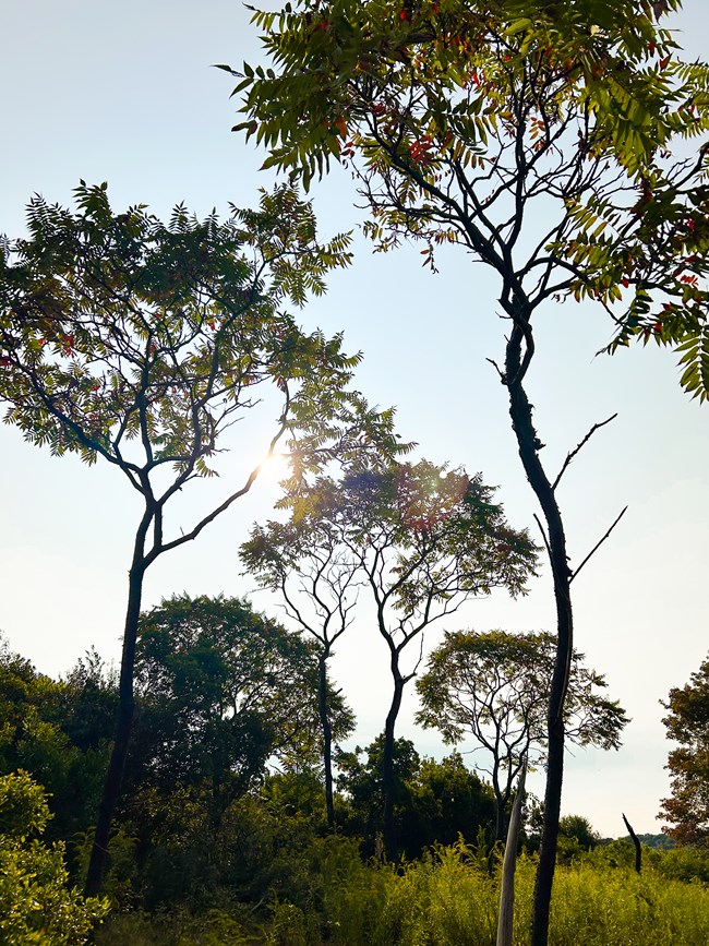 Tree of Heaven Photo 2 _ BernbaumElle tall, lanky tree with loose-leaf branches at the top