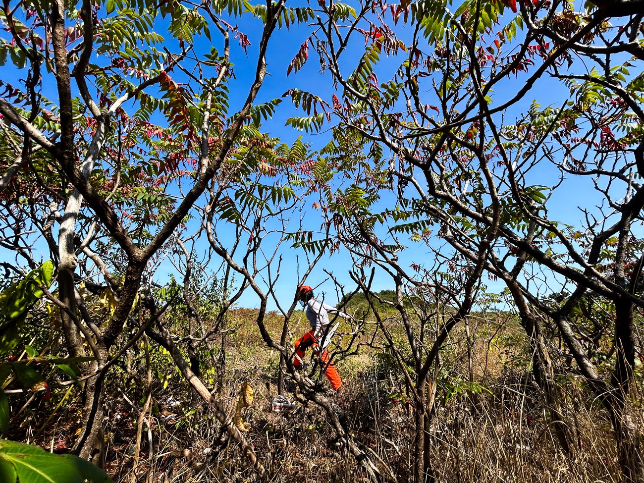 Tree of Heaven Photo 3_ BernbaumElle an NPS worker walks among brush