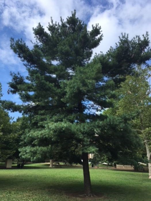 A tall green pine tree on a bright day