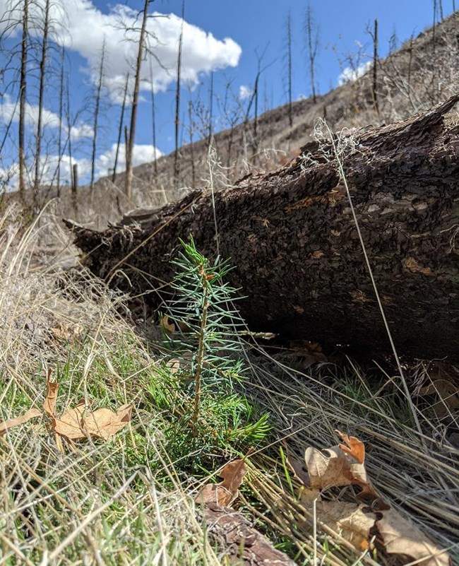 Douglas fir seedling at Bandelier NP Douglas fir seedling