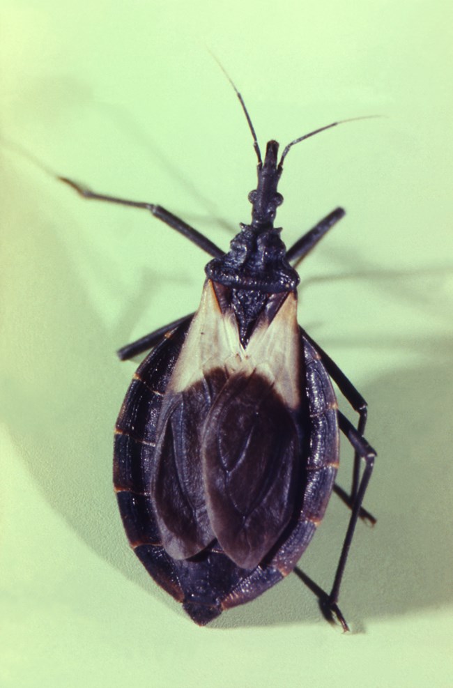 A Triatoma species, the kissing bug