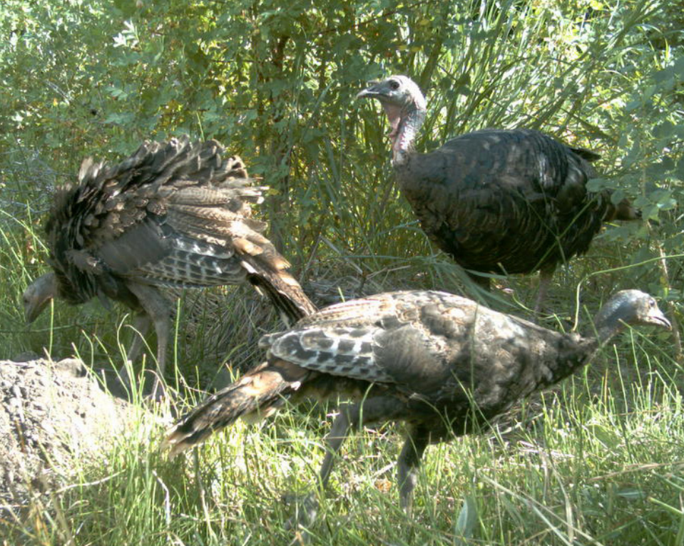 Three wild turkeys foraging in tall grass.