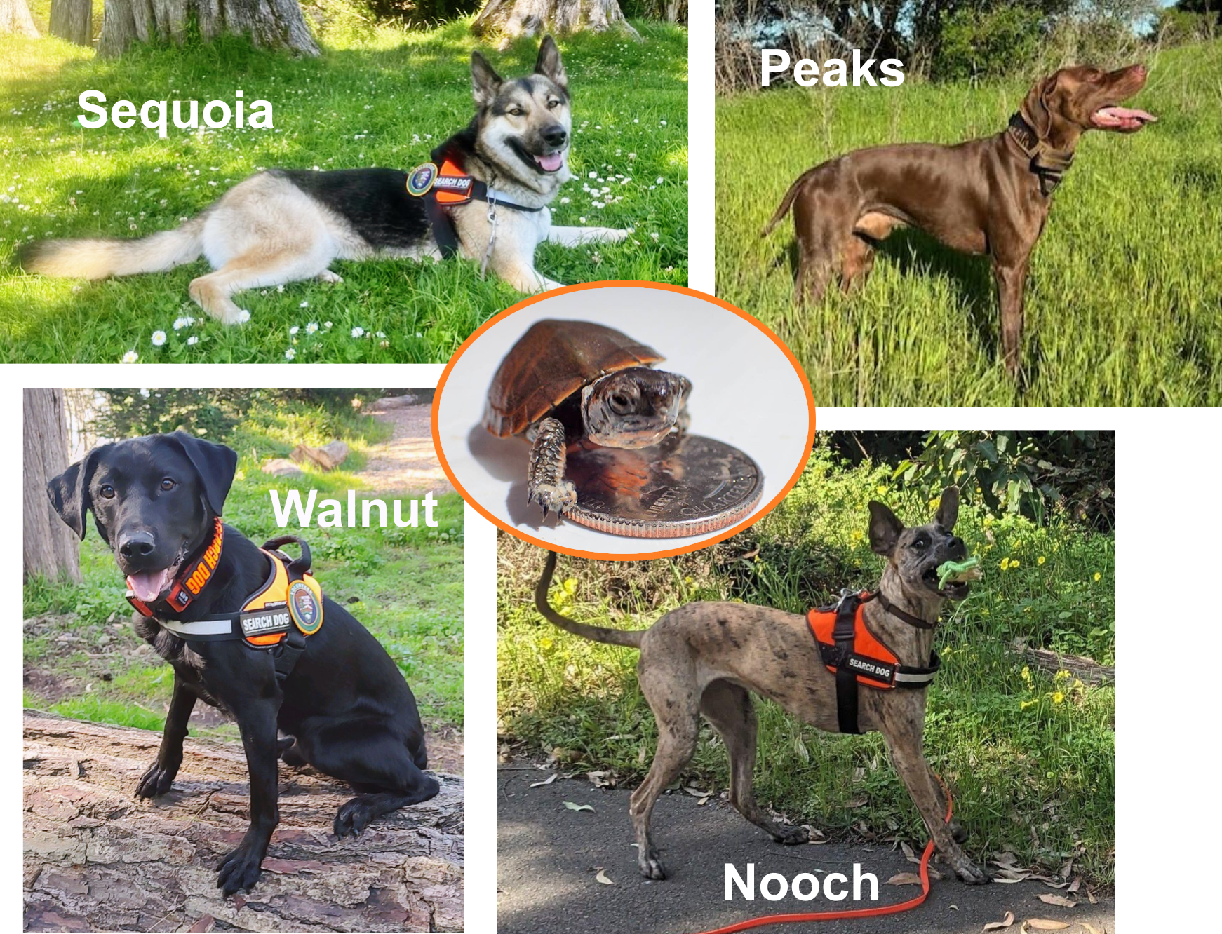 Four photos of dogs wearing bright orange harnesses, with the dogs names overlaid. Clockwise from the top left: Sequoia laying in the grass, Peaks in profile, Walnut sitting on a log, and Nooch catching a toy mid-air. A baby turtle photo is in the middle.