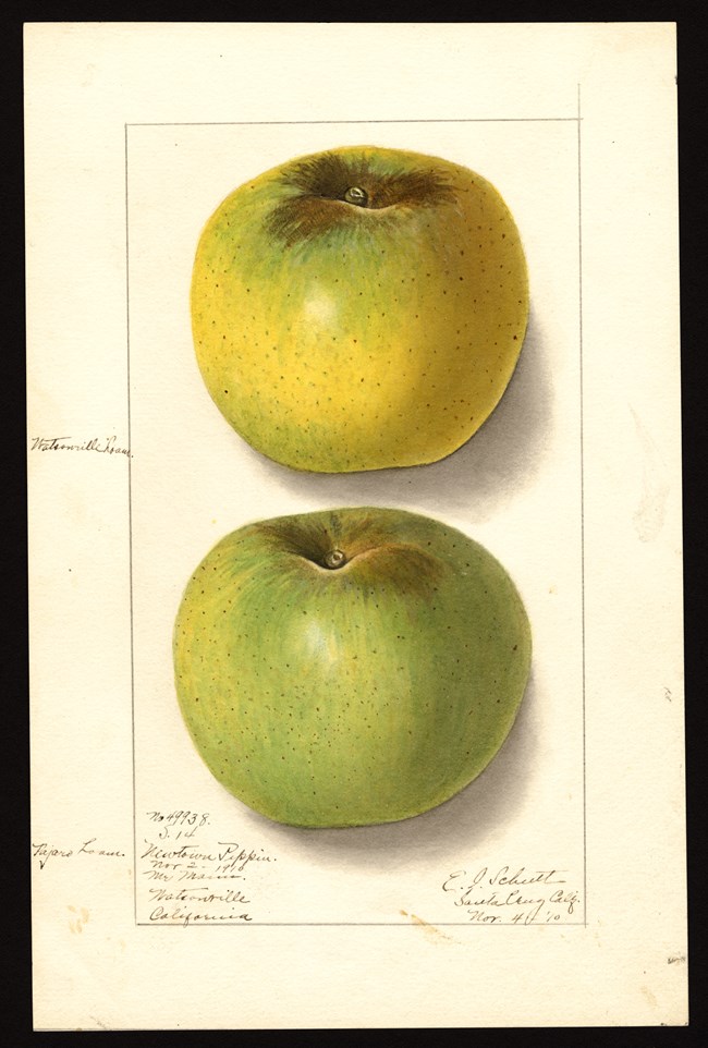 Malus domestica: Newtown Pippin A detailed watercolor illustration of two green-yellow apples with notes, dates, and locations written in the margins