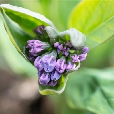 Up close image of the purple and blue Virginia Bluebells flower.
