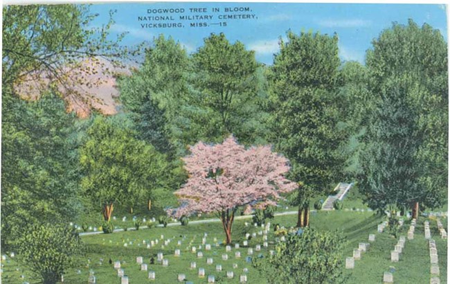 Postcard drawing shows a blooming dogwood tree stands out in an area of turf and spaced headstones, framed by other tall trees.