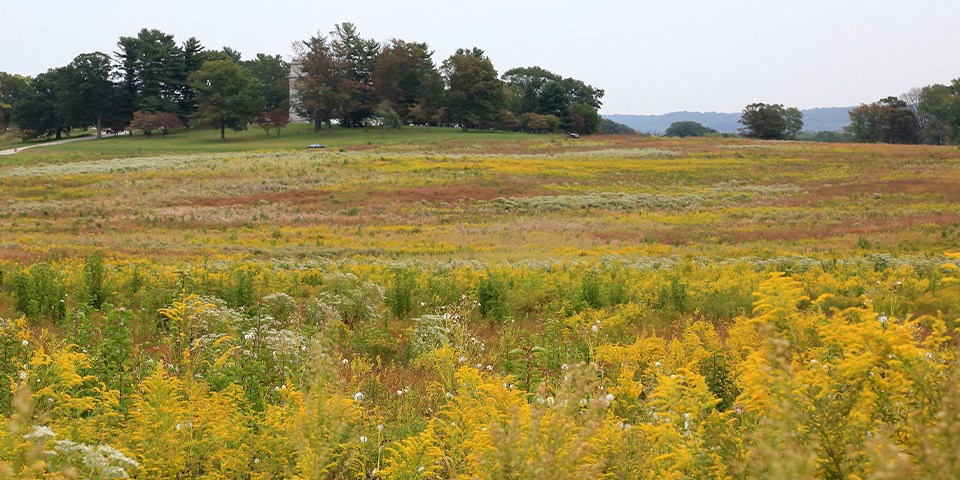 Meadow with trees and a grey sky in the background