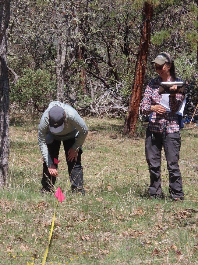 Two field workers look down at a vegetation plot transect line in the forest.