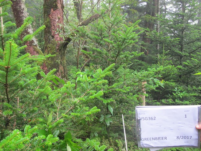 A snapshot of plot VSG362, dense Fraser Fir saplings surround a mountain ash tree.