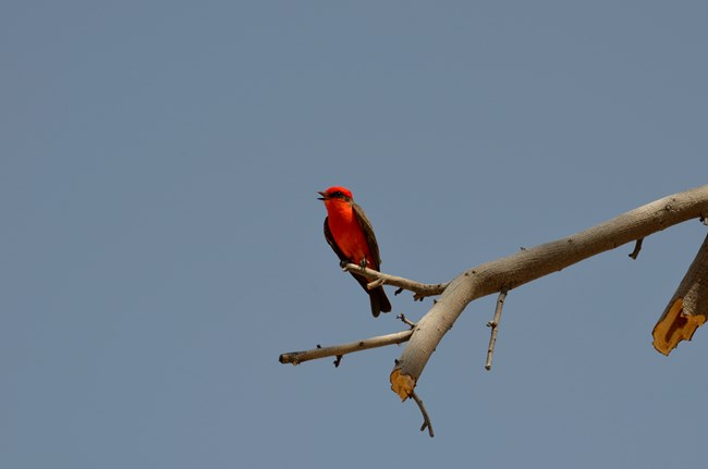 a small bright red vermillion flycatcher bird