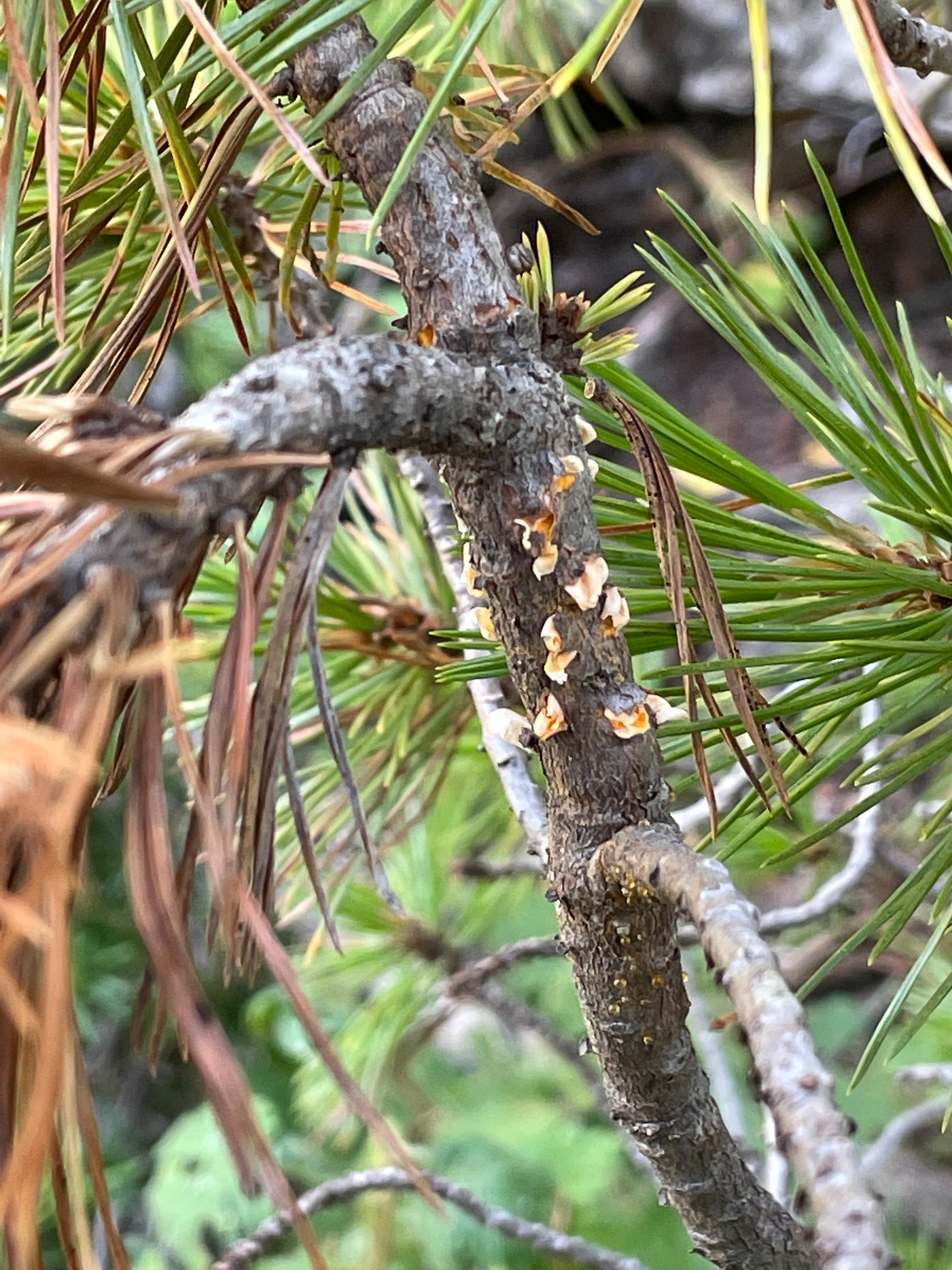 Needles on White Pine Trees Turning Yellow - The Mill - Bel Air, Black  Horse, Red Lion, Whiteford, Hampstead, Hereford, Kingstown