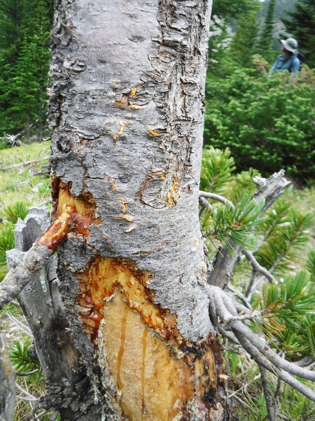 Bole of tree with large patch of chewed bark and some yellowish fungus visible.