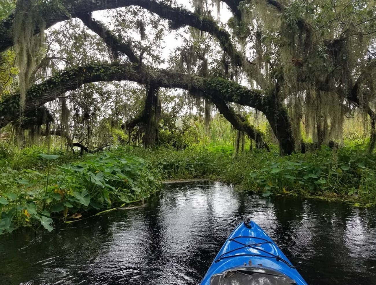 Kayaking down the Wekiva. Photo by Ashley Konon.