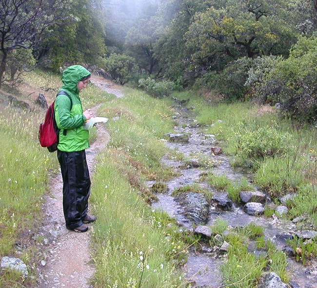 Observer stands in the rain on a trail documenting plants.