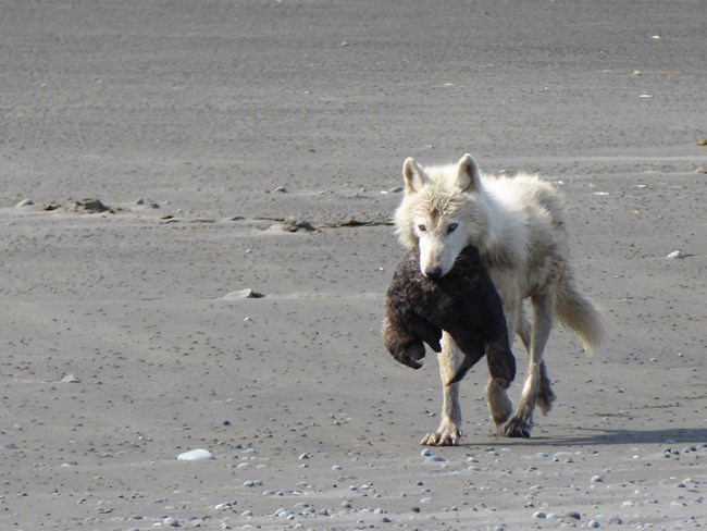 A white wolf carries a sea otter.