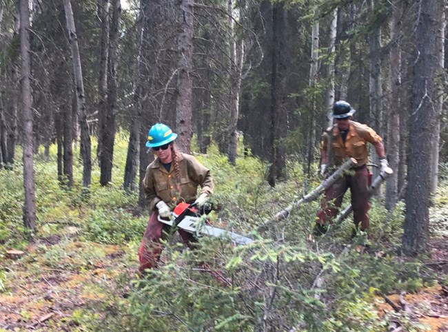 Bucking and limbing trees Two wildland firefighters use chainsaws to cut down and chop up evergreen trees.