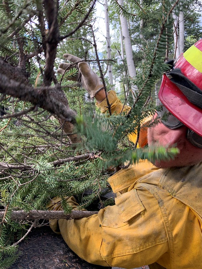 Wildland firefighter loading woody debris Close-up of firefighter loading limbs onto a trailer.