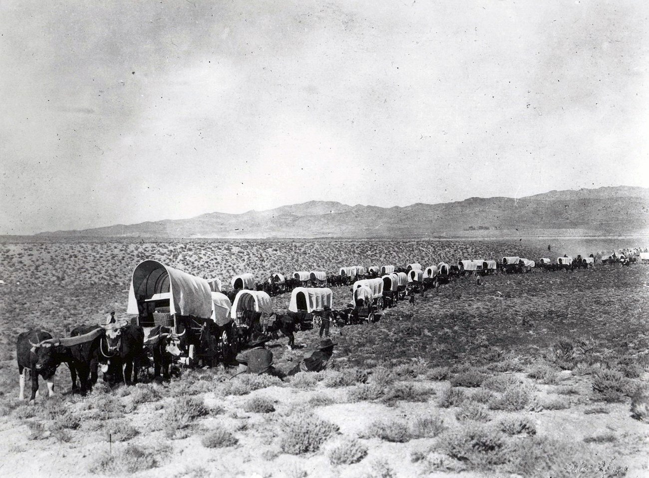 Two long parallel wagon trains of nearly 30 horse-drawn covered wagons meanders through desert, mountains in distance.