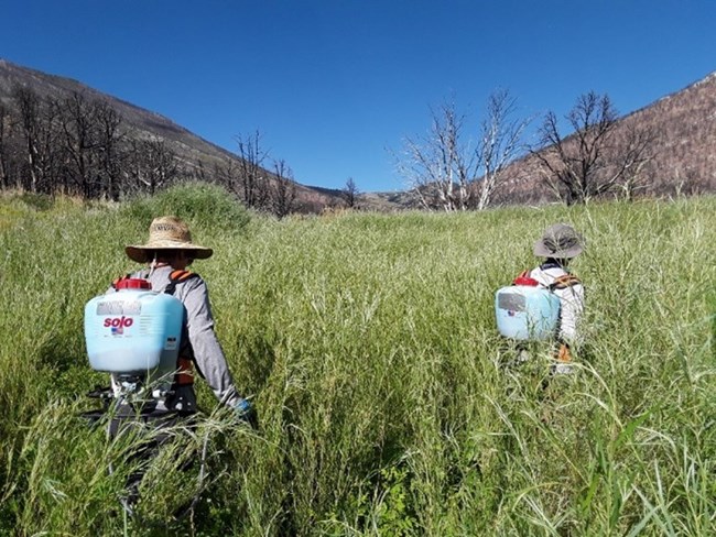 Park staff survey and treat nonnative plants using a backpack sprayer for targeted herbicide application.