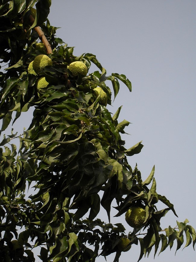 An Osage Orange Tree