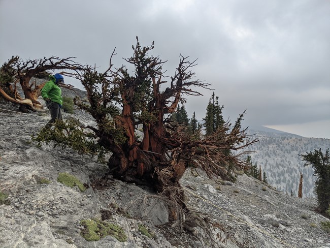 Scientist walks along a plot meter tape toward a bristlecone pine, having multiple gnarles stems with sparse foliage, on a rugged, rocky slope.