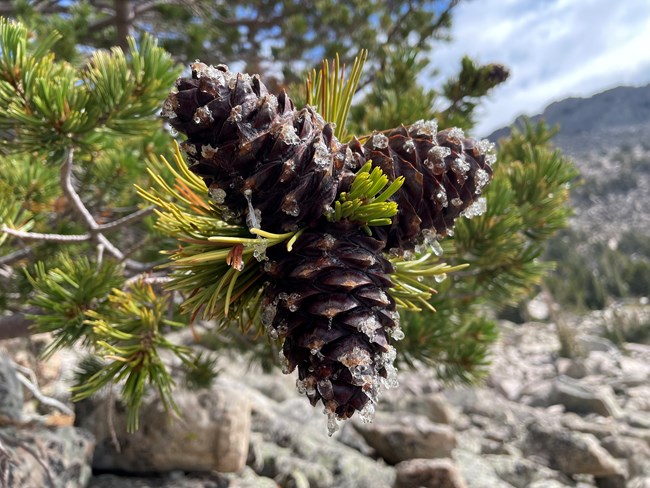 Three large, sappy, purplish pine cones on a tree.