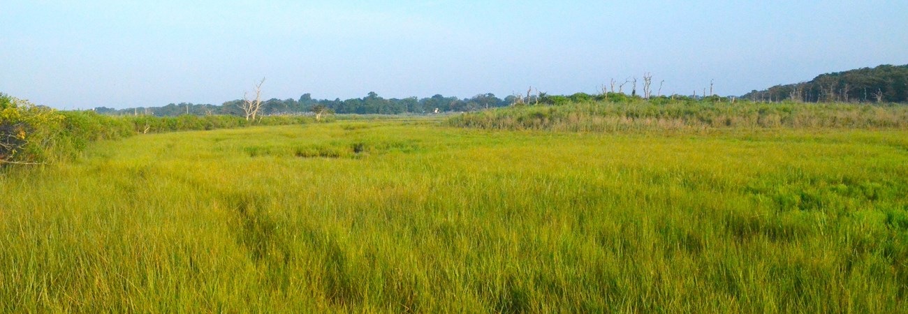 A bright green stretch of reedy plants with forest in the distance.