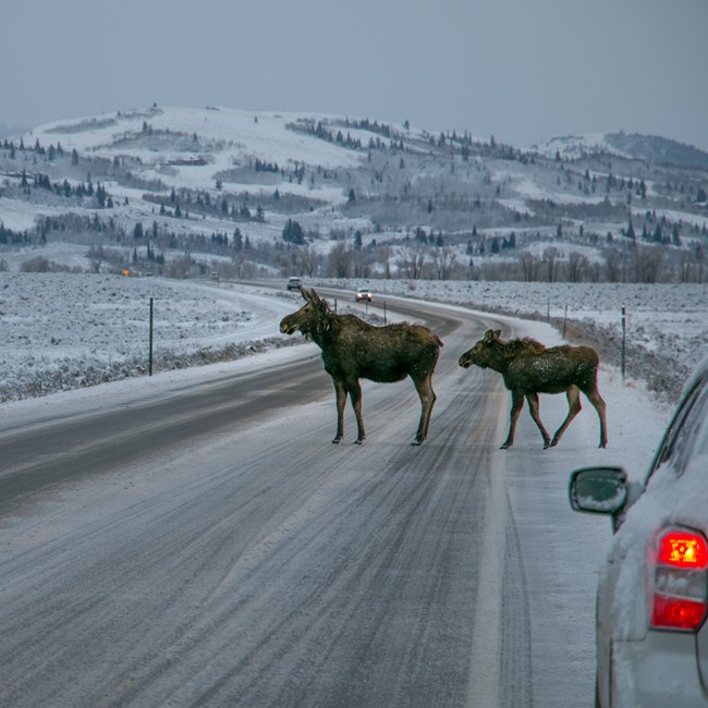 Icy road with stopped vehicle and two moose in the road
