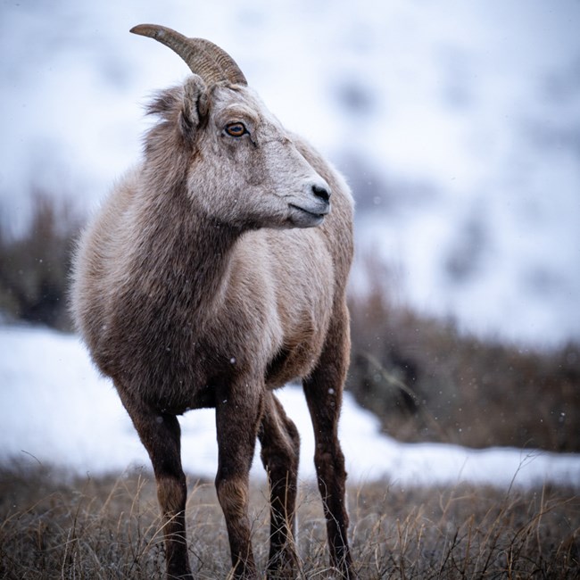 Bighorn sheep standing in the snow
