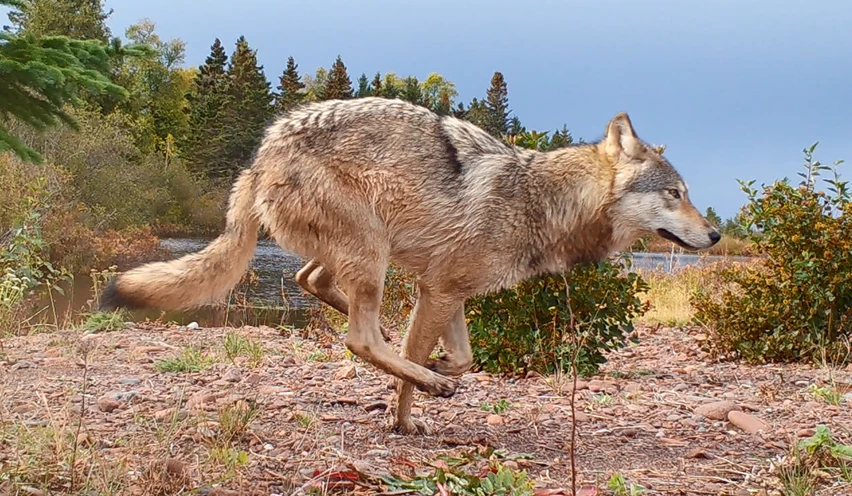 Wolf-running_Drew-Rush Wolf runs after being relocated at Isle Royale National Park.