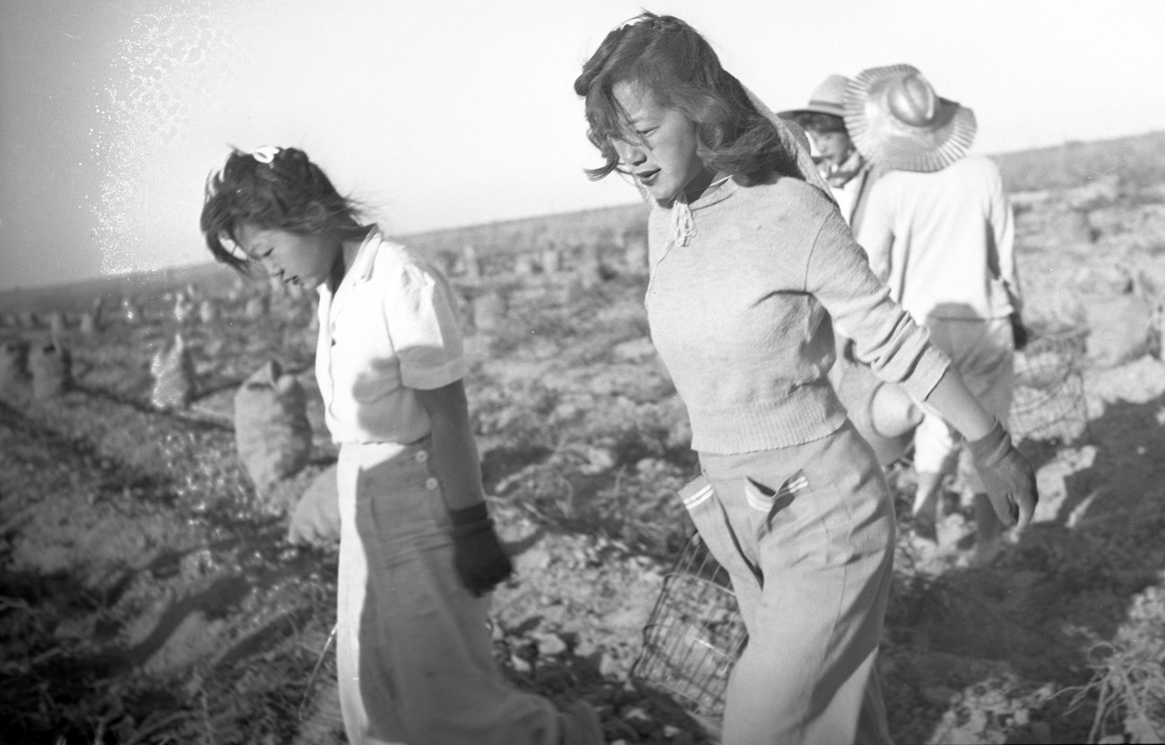 Japanese American women carry baskets for potato picking in dirt field.