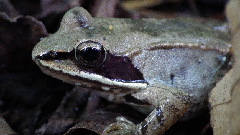 Picture of wood frog (Rana sylvatica)