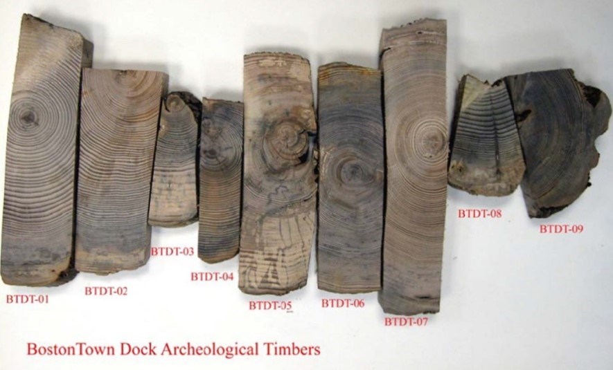 Samples of the Boston Town Dock Dated Using Dendrochronology. Nine pieces of wood in a horizontal row with clearly delineated tree rings