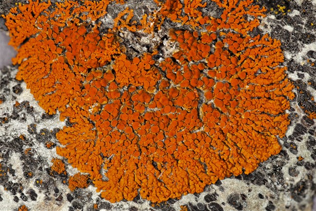 Xanthoria elegans a species of lichen