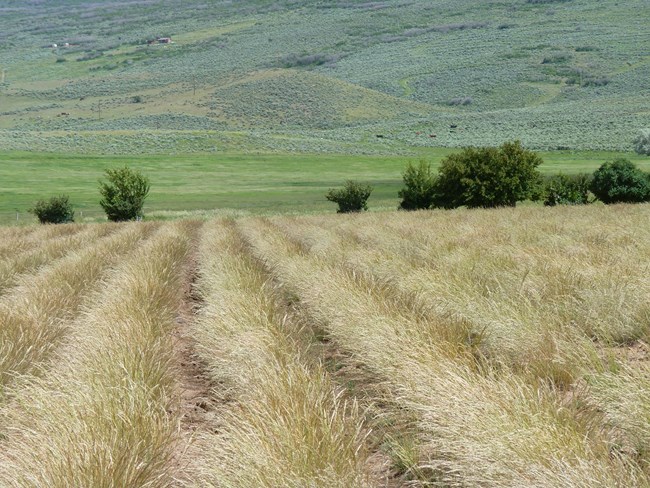 rows of grasses being grown for restoration