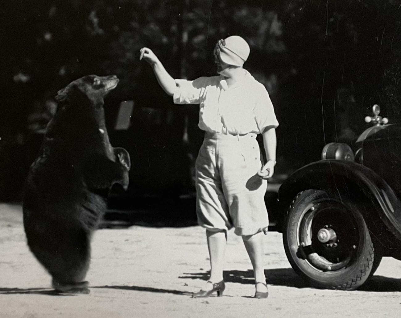 Woman feeding a bear at Yosemite Woman hand feeding a bear standing on its hind legs