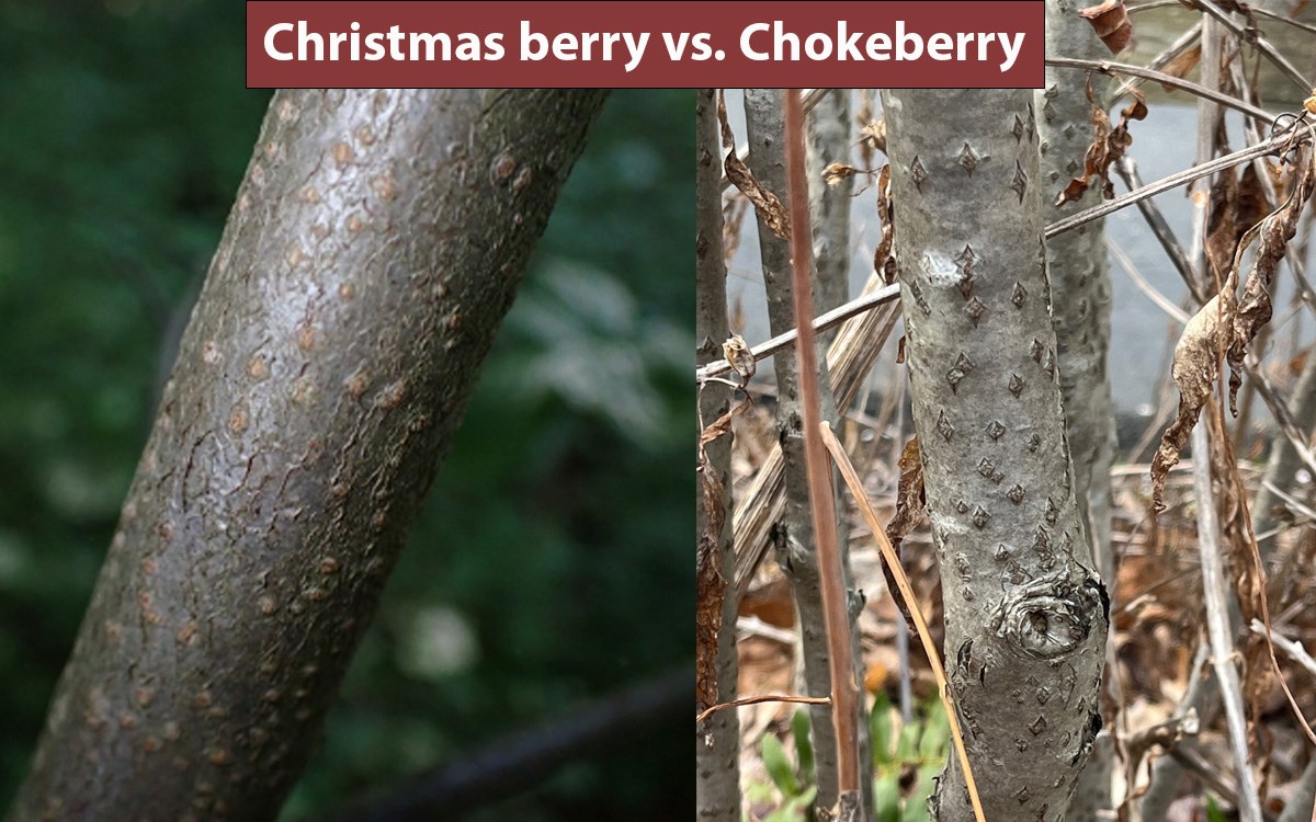 Side by side comparison of young bark on stems of Christmas berry on left and chokeberry on right