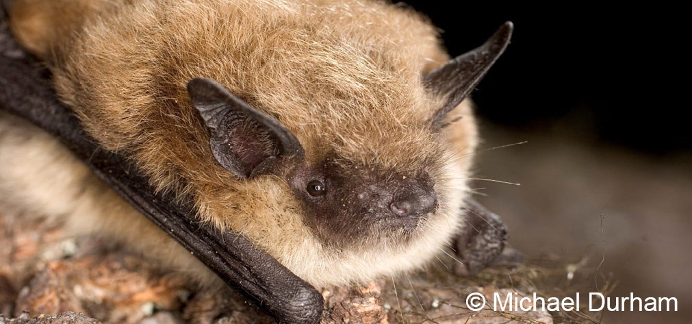 Tan-colored bat with brown ears and face perches on a rock with its wings folded underneath it.