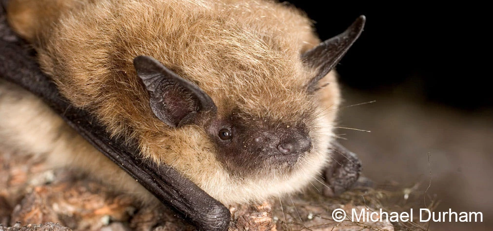 Yuma myotis bat perched on rock Tan-colored bat with brown ears and face perches on a rock with its wings folded underneath it.