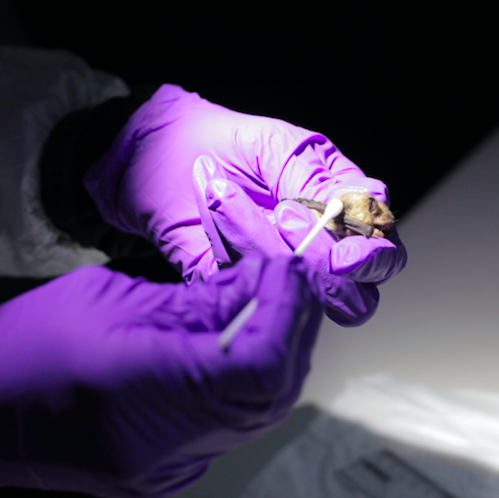 UV-C Light Could Control White-Nose Syndrome, but First Let's Ask