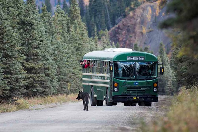 A black wolf stands on Denali Park Road in front of a tour bus.