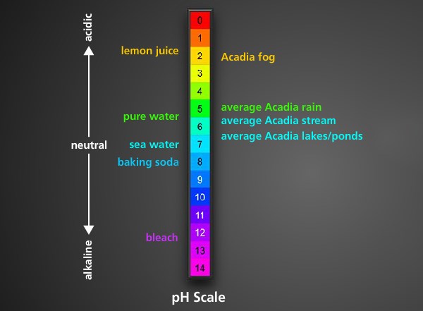 pH Scale A pH scale ranging from 0 (acidic) to 14 (alkaline). Water samples found at Acadia are labeled: Acadia fog 2, average Acadia rain 5, average Acadia stream 6, average Acadia lake/pond 6.5