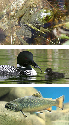 Wildlife impacted by water quality. Three images, a partially submerged frog floating in water at the top, a loon feeding its young chick in the center, and a trout at the bottom.