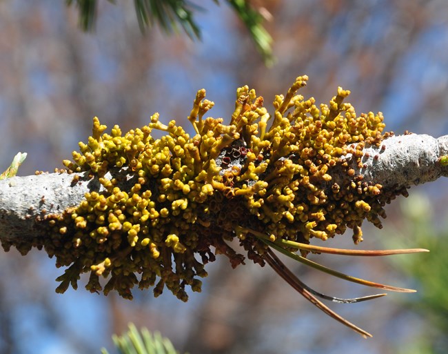Yellow knobby growth of mistletoe on a small pine branch.