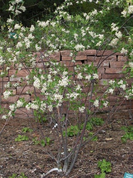 A shrub with white flower clusters and green leaves in front of a low brick wall