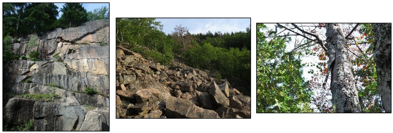 3habitats: Photo of rocky outcrop, large trees growing at the top, trees and other plants are growing at different layers of the outcrop. Photo of a rocky talus sloped hillside.  Photo of a large tree with a large area of loose and lifted bark.