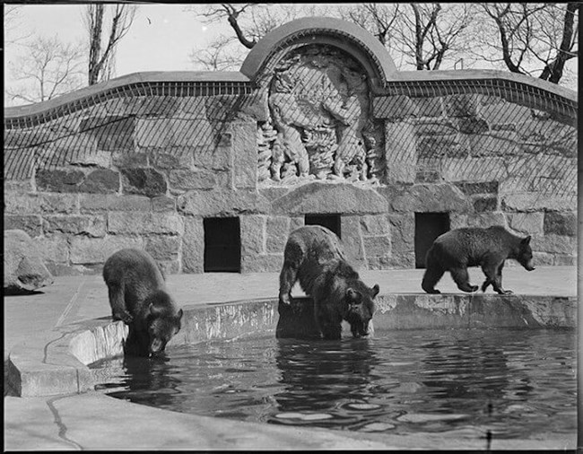 Black and white photograph of three small black bears next to a pool of water, all leaning towards it. Behind them is a stone wall where there is an inscription of bears standing up