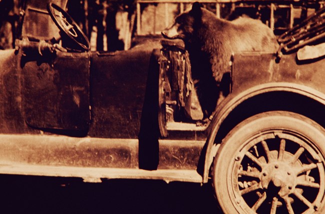 Bear in a car at Yellowstone National Park Bear inside an old car