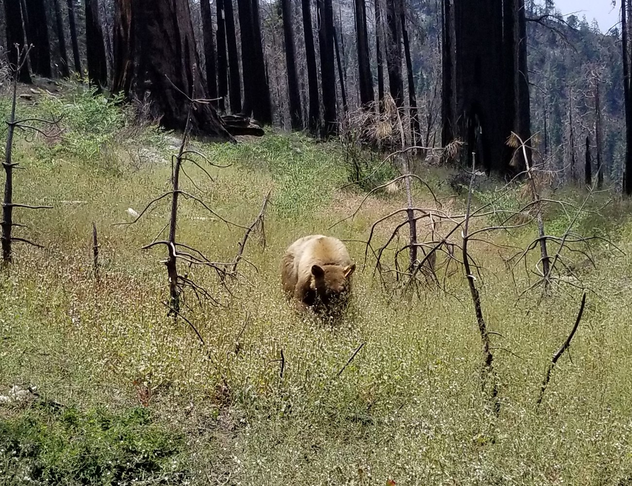 Large brown-colored bear has its head in tall plants as it feeds on caterpillars.
